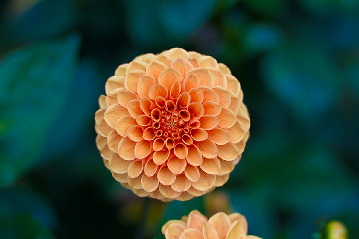 A close view of a peach-colored flower showing layered petals and fine detail.
